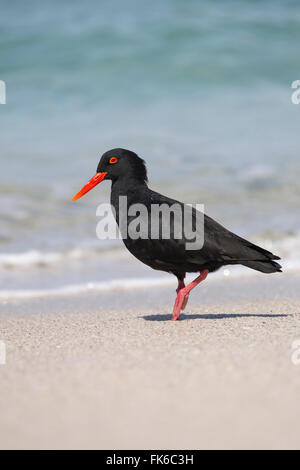 Afrikanische (schwarz) Austernfischer (Haematopus Moquini), De Hoop Naturreservat, Western Cape, Südafrika, Afrika Stockfoto