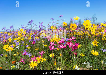 Frühling Wildblumen, Papkuilsfontein Farm, Nieuwoudtville, Northern Cape, Südafrika, Afrika Stockfoto