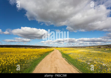 Frühling Wildblumen, Papkuilsfontein Farm, Nieuwoudtville, Northern Cape, Südafrika, Afrika Stockfoto