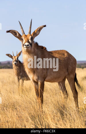 Roan Antilope (Hippotragus Spitzfußhaltung), Mokala National Park, Südafrika, Afrika Stockfoto