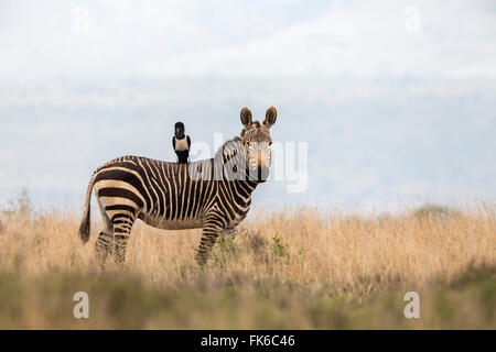 Kap-Bergzebra (Equus Zebra Zebra), mit pied Crow (Corvus Albus), Mountain Zebra National Park, Eastern Cape, Südafrika Stockfoto