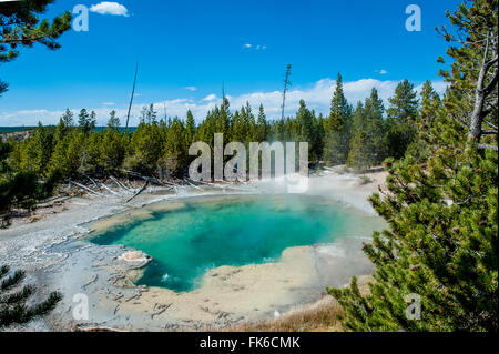 Smaragd-Frühling in Norris Geyser Basin, Yellowstone National Park, UNESCO World Heritage Site, Wyoming, Vereinigte Staaten Stockfoto