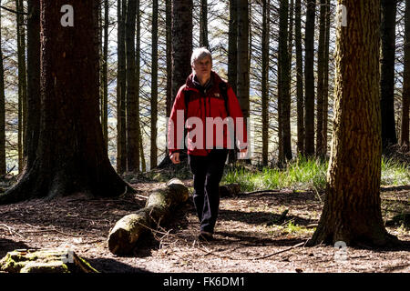 Mann in rote Jacke zu Fuß durch Bäume am Beacon fiel in Lancashire Stockfoto