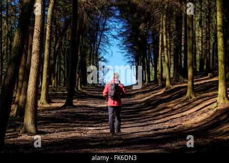 Mann zu Fuß durch Bäume am Beacon fiel in Lancashire Stockfoto