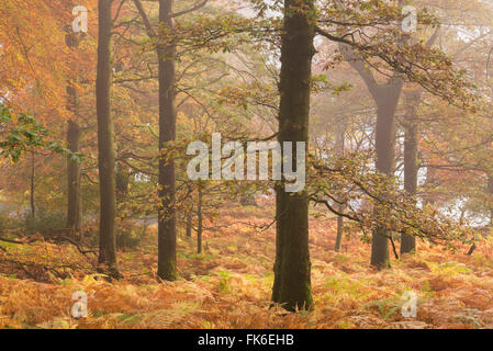 Herbstfarben in Glencoyne Wood an den hängen oberhalb Ullswater, Lake District, Cumbria, England, Vereinigtes Königreich, Europa Stockfoto