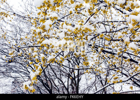 Frühling Blüte Cornus (Cornus Mas) unter Schnee. Stockfoto