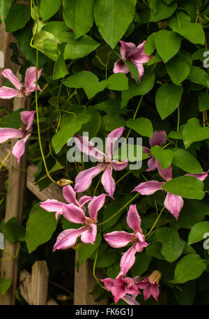 Clematis-HERZOGIN von ALBANY, Stockfoto