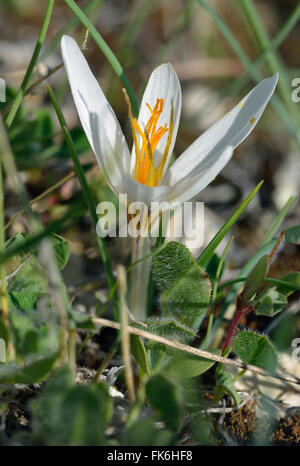 Zypern Krokus - Crocus Veneris endemische Herbst blühende Birne Stockfoto