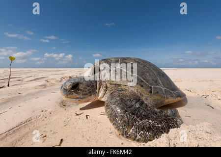 Suppenschildkröte (Chelonia Mydas) Mutter kämpft um ihren Weg zurück ins Meer zu machen, nachdem ihre Eier am Strand. Die starke mornin Stockfoto