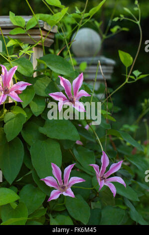 Clematis Texensis Duchess of Albany, Stockfoto