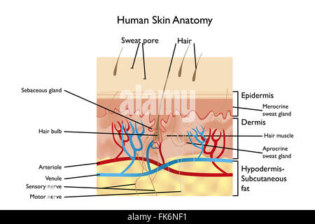 Menschliche Haut Anatomie - detaillierte Darstellung mit Bezeichnungen in englischer Sprache Stockfoto