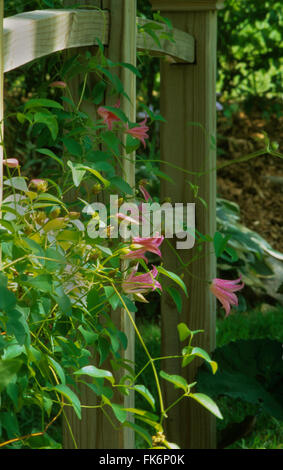 Clematis Texensis DUCHESS OF ALBANY Stockfoto