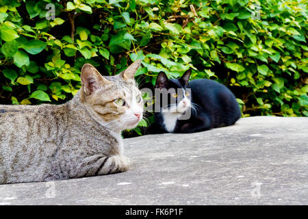 Katze sitzen kauerte auf dem Betonboden. Stockfoto
