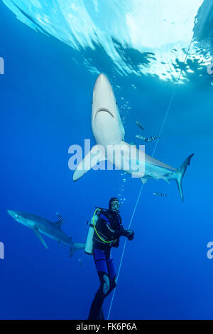 Blauhai Scuba Diver, Prionace Glauca, Azoren, Portugal, Atlantik Stockfoto