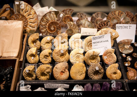Perisphinctes Ammoniten Muscheln aus Madagaskar, wertvolle Fossilien-Ausstellung in Warschau Mineral Expo 2016, 5. März, VI Auflage Stockfoto
