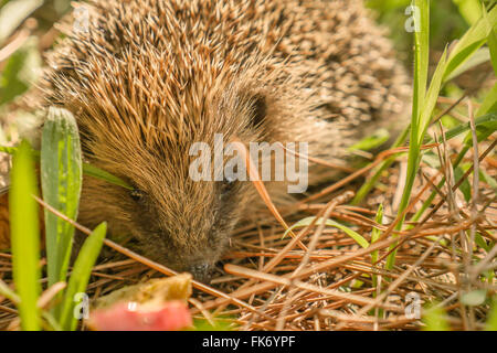 Junge Igel im Rasen Stockfoto