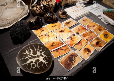 Insekten in Bernstein Bilder liegen am Tisch in Warschau Mineral Expo 2016, 5. März, VI-Ausgabe-Veranstaltung im Palast PKiN gefangen Stockfoto