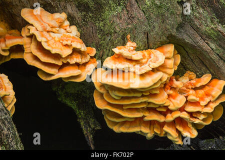 Schwefel Polypore Bracket Pilzen Laetiporus sulfureus große Gruppen wachsen aus Rinde. Auch bekannt als das Huhn der Wälder bildet sich in den Reihen verschiedener Größen. Stockfoto