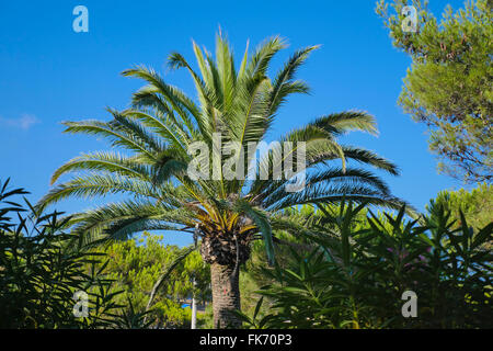 Kokospalme gegen blauen Himmel Stockfoto