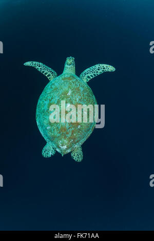 Grüne Meeresschildkröte (Chelonia Mydas) Insel Sipadan, Semporna, Sabah, Malaysia. 23. Juni 2009 Stockfoto