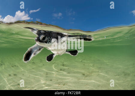 Babyschwimmen Sie Suppenschildkröte (Chelonia Mydas) Jungtier, das Meer noch in den Untiefen des Strandes. Stockfoto