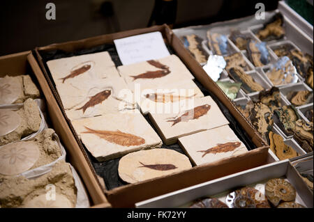 Versteinerte Fische Ausstellung in Warschau Mineral Expo 2016, 5. März, VI-Ausgabe-Veranstaltung im Palast der Kultur und Wissenschaft, Polnisch Stockfoto