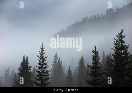 Kiefern im Nebel am Alpe de Lerosa, Dolomiten, Provinz Belluno, Region Venetien, Italien Stockfoto