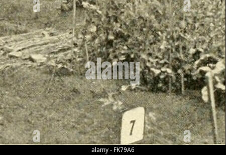 "Elemente der philippinischen Landwirtschaft" (1908) Stockfoto