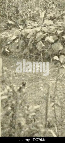 "Elemente der philippinischen Landwirtschaft" (1908) Stockfoto