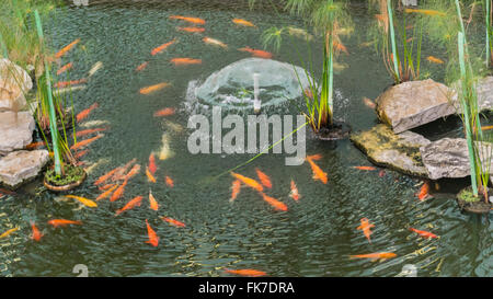 Erhöhte Ansicht einer Gruppe von Koi Fische in einem Teich am Flughafen oder Guayaquil in Ecuador Stockfoto