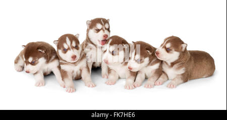 Wurf von Siberian Husky Welpen. Vorderansicht, isoliert auf weiss. Stockfoto