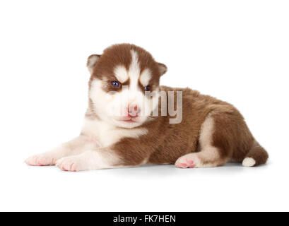 Siberian Husky Welpen. Seitenansicht, isoliert auf weiss. Stockfoto