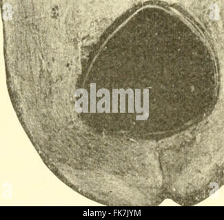 "Elemente der philippinischen Landwirtschaft" (1908) Stockfoto