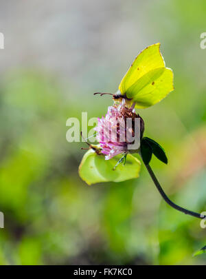 Schmetterling Zitronenfalter (Gonepteryx Rhamni) Stockfoto
