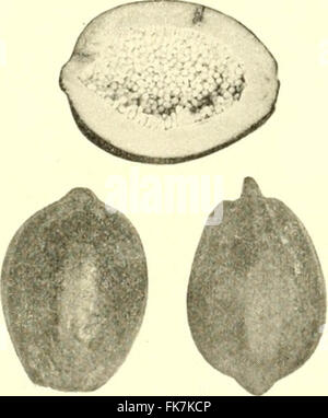 "Elemente der philippinischen Landwirtschaft" (1908) Stockfoto