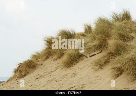 Sanddünen Instow North Devon England Strandszene an einem Wintertag Stockfoto