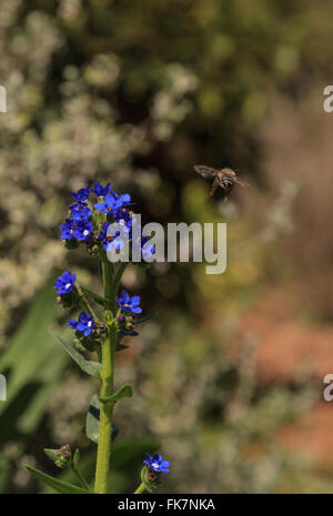 Honigbiene, Hylaeus, sammelt Pollen von kleinen lila Blüten im Frühjahr in Los Angeles, Kalifornien, USA. Stockfoto