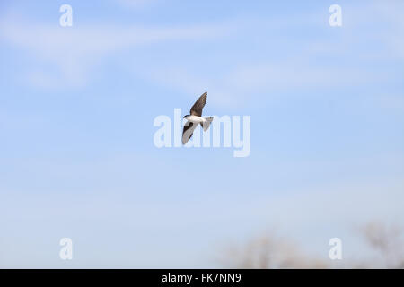 Blauer Baum Schwalbe Vogel, Tachycineta bicolor, fliegt über den San Joaquin Wildlife Sanctuary, Southern California, Vereinigten Staaten Stockfoto