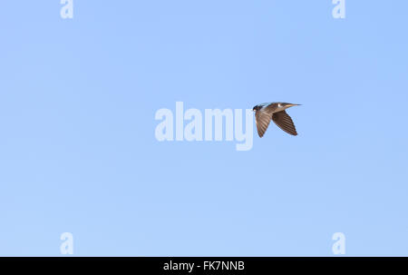 Blauer Baum Schwalbe Vogel, Tachycineta bicolor, fliegt über den San Joaquin Wildlife Sanctuary, Southern California, Vereinigten Staaten Stockfoto