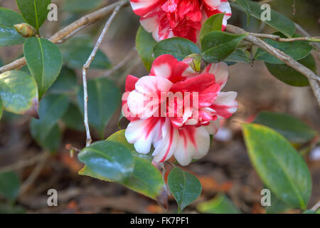 Tricolor "Marquis de Montcalm" Camellia Japonica rote und weiße Blume blüht am 14. Februar Valentinstag in Los Angeles, Cal Stockfoto