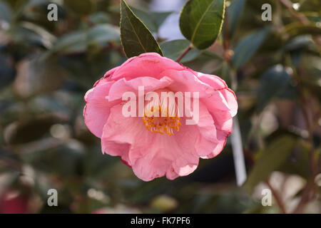 Camellia Japonica rosa Blume blüht am 14. Februar Valentinstag in Los Angeles, Kalifornien, USA Stockfoto