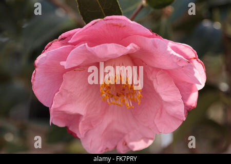 Camellia Japonica rosa Blume blüht am 14. Februar Valentinstag in Los Angeles, Kalifornien, USA Stockfoto