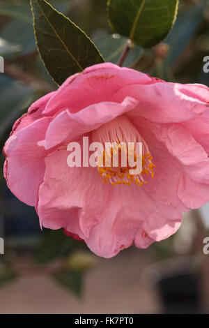 Camellia Japonica rosa Blume blüht am 14. Februar Valentinstag in Los Angeles, Kalifornien, USA Stockfoto