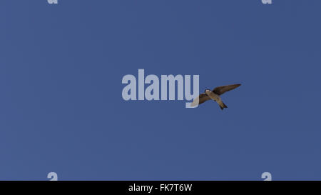 Blauer Baum Schwalbe Vogel, Tachycineta bicolor, fliegt über den San Joaquin Wildlife Sanctuary, Southern California, Vereinigten Staaten Stockfoto