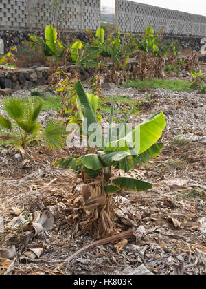 Hartnäckige Bananenpflanze sprießen neu in einem sonst verlassenen Plantage in Teneriffa-Kanarische Inseln-Spanien Stockfoto