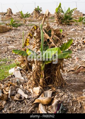 Hartnäckige Bananenpflanze sprießen neu in einem sonst verlassenen Plantage in Teneriffa-Kanarische Inseln-Spanien Stockfoto