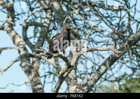 Lange-crested Eagle (Lophaetus Occipitalis) thront in einer Baumkrone. Stockfoto