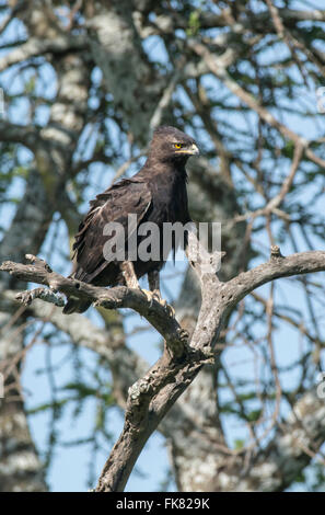 Lange-crested Eagle (Lophaetus Occipitalis) thront in einer Baumkrone. Stockfoto