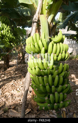 Händen der Bananen wachsen am Baum Pflanze Pflanzen Bananen Palme Palmwedel Wedel Pflanze Pflanzen unauflöslichen Bananenplantagen Stockfoto