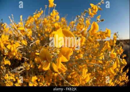 Australische Wüste Wildblumen - locker-geblümten Rattlepod (Crotalaria Eremaea) Stockfoto